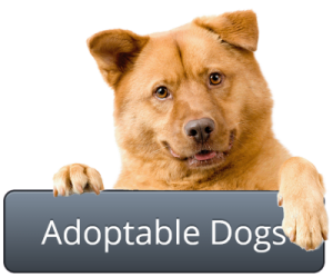 adoptable dogs spca